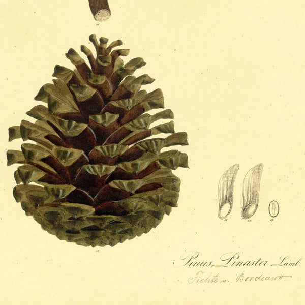 1828 Rare Nees Esenbeck Big Hand-Colored Botanical Folio, PINUS PINASTER (Pine)