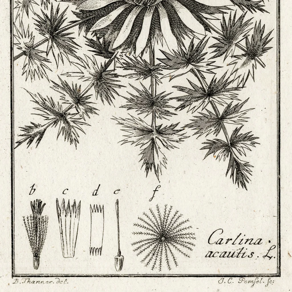 SPECIAL FUND RAISER - Scarce 1796 ZORN ICONES PLANTARUM Botanical Engraving Pl. 168 CARLINA ACAUTIS