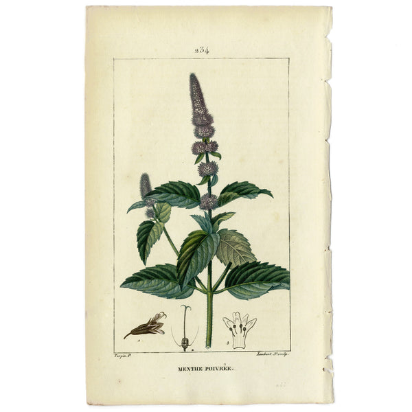 Rare 1814 Turpin Hand-Colored Print FLORE MÉDICALE, MENTHE, PEPPERMINT (Poivrée)  - Over 200 Years Old!