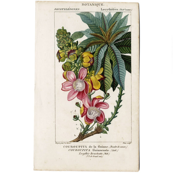 Rare Set, 1816 Turpin Hand-Colored Engravings Dictionnaire Sciences, Couroupita