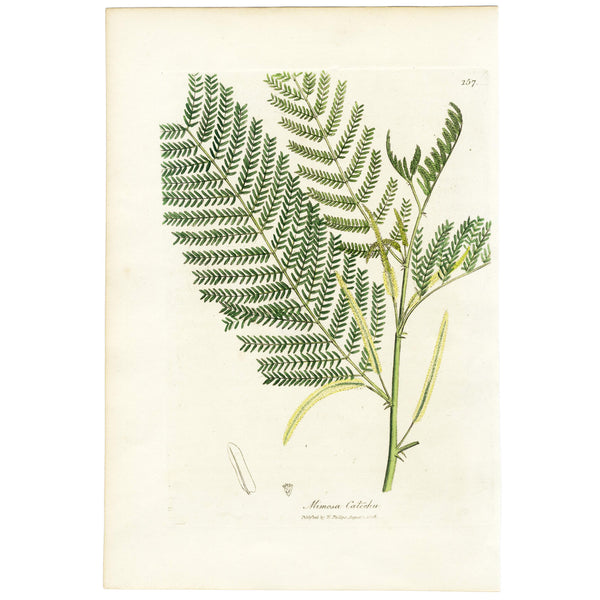 1808 WOODVILLE'S MEDICAL BOTANY, Hand-Colored Engraving, MIMOSA CATECHU * Beautiful Botanical Art