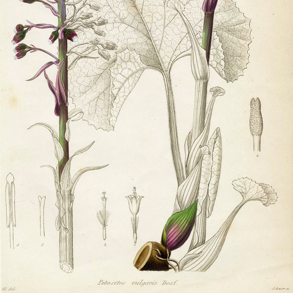 1834 REICHENBACH FLORA Hand-Colored Engraving, PETASITES (Coltsfoot, Butterbur)