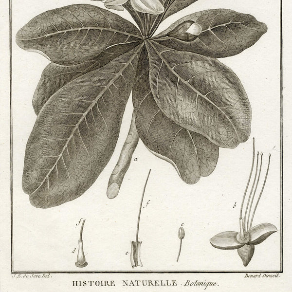 1790 LAMARK, DE SEVE & BENARD Superb Botanical Engraving, Pl. 590 Butonica