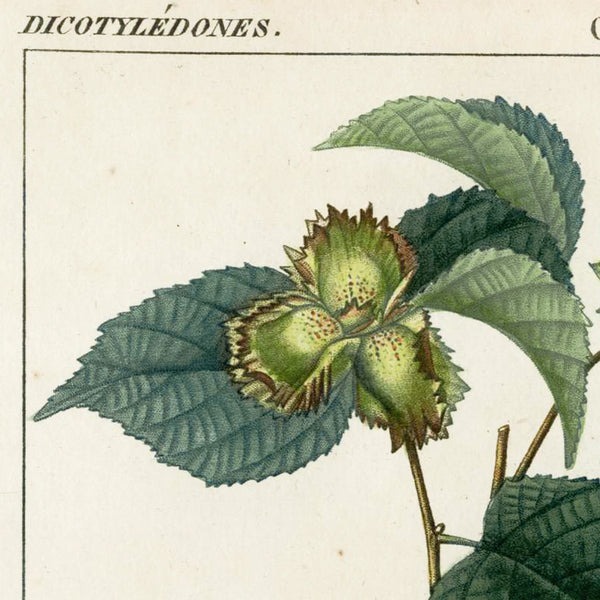 Rare 1816 Turpin Hand-Colored Engravings Dictionnaire Sciences, HAZELNUT TREE