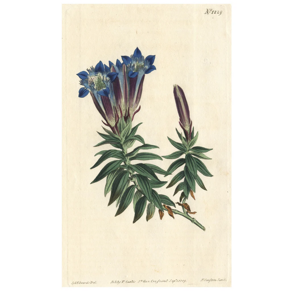 FUND RASIER - Rare 1809 Curtis Engraving No. 1229 GENTIANA SEPTEMFIDA, CRESTED GENTIAN