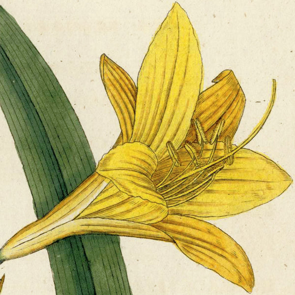 RARE 1787 1st Ed. CURTIS BOTANICAL Hand-Colored Engraving No. 19 YELLOW DAY LILY -  A Beautiful 200+ years old Botanical Art Piece!