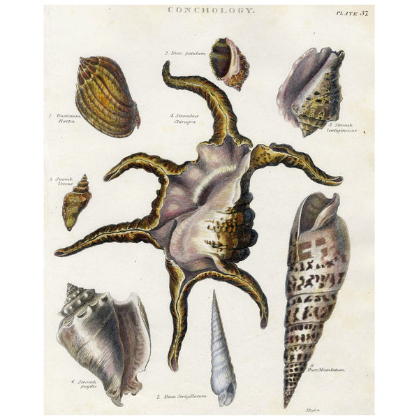 RARE 1802 REES CYCLOPAEDIA Hand-Colored Engraving CONCHOLOGY (Seashells) Pl. 37