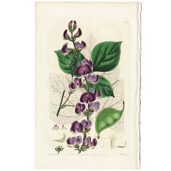 Scarce 1834 Edwards's Botanical Register Engraving #236 LABLAVIA VULGARIS