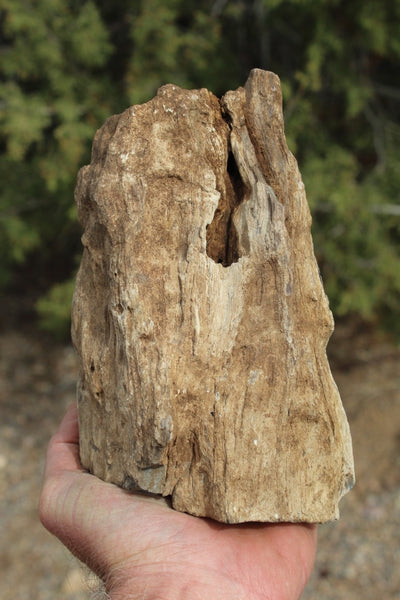 FIND RAISER - MINERAL FOSSIL - Beautiful Petrified Wood, New Mexico - Distinct Features - Incredible Specimen!