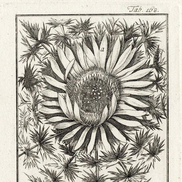 Scarce 1796 ZORN ICONES PLANTARUM Botanical Engraving Pl. 168 CARLINA ACAUTIS