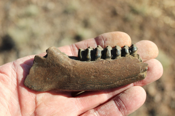 Fund Raiser - FOSSIL Partial Deer Jaw ( Small Deer) - Superb Display Specimen - North FL.