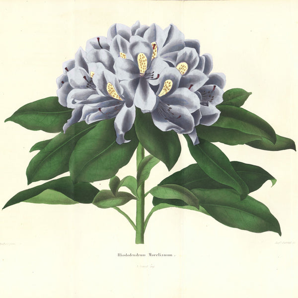 Rare 1843 L'Horticulteur Universal Folio Hand-Colored Engraving RHODODENDRUM