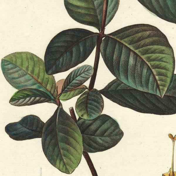 Rare 1801 REDOUTÉ Large Folio Engraving from Duhamel du Monceau, GARDENIA