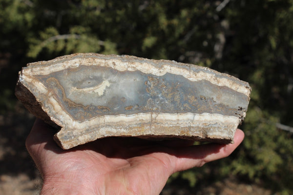 Fund Raiser - BEAUTIFUL - MINERAL - LUNA AGATE - Catron County, New Mexico -