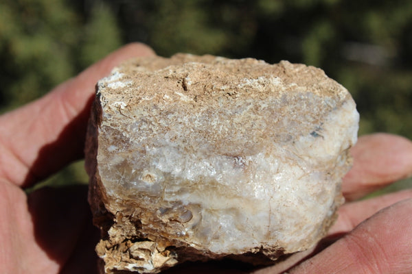 Fund Raiser - MINERAL - BEAUTIFUL - Rare Locality - ARIZONA OPAL - Stunning Specimen #10 - Keep A Piece Of Opal Near Your Bed and Experience Amazing Dreams and Healing!
