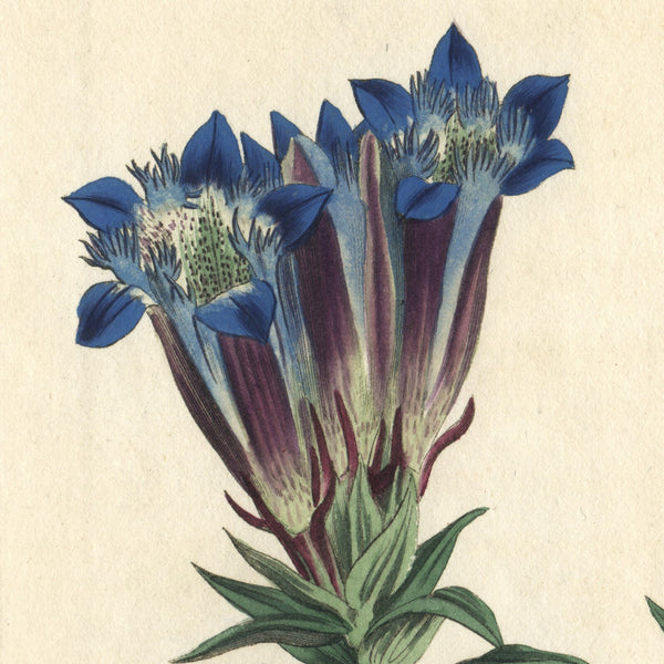 Rare 1809 Curtis Engraving No. 1229 GENTIANA SEPTEMFIDA, CRESTED GENTIAN * Beautiful Botanical Art
