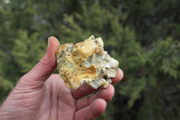 Fund Raiser - MINERAL GOLD ORE From Historic & Rare Site - PACIFIC MINE - W.R. Hearst #18