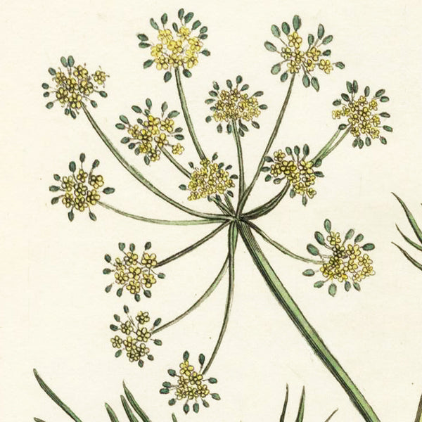1819 WOODVILLE'S MEDICAL BOTANY Hand-Color Engraving ANETHUM FOENICULUM (Fennel)