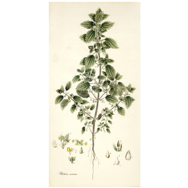 Rare 1818 CURTIS FLORA LONDINENSIS MATTED Hand-Color Folio Engraving, NETTLE
