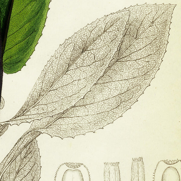 1834 REICHENBACH FLORA Hand-Colored Engraving, TELEKIA (Yellow Oxeye Flower)