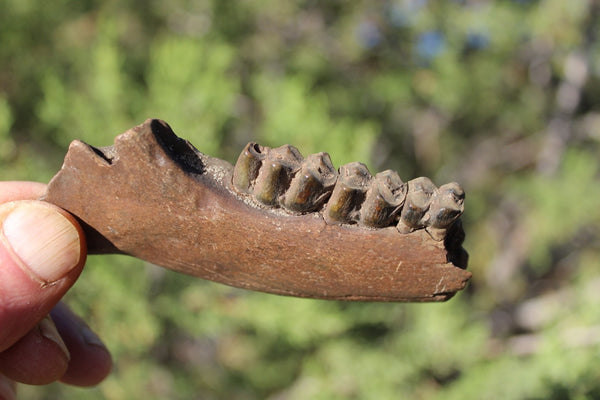 Fund Raiser - FOSSIL Partial Deer Jaw ( Small Deer) - Superb Display Specimen - North FL.
