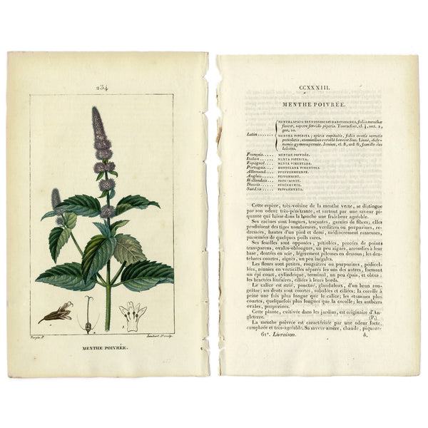 Rare 1814 Turpin Hand-Colored Print FLORE MÉDICALE, MENTHE, PEPPERMINT (Poivrée)  - Over 200 Years Old!