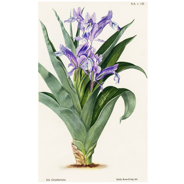 Scarce 1948 Curtis Botanical Magazine Chromolithograph, IRIS SPURIA (blue Iris) SUPERB!