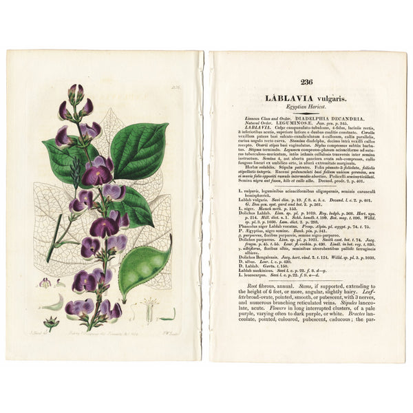 Scarce 1834 Edwards's Botanical Register Engraving #236 LABLAVIA VULGARIS