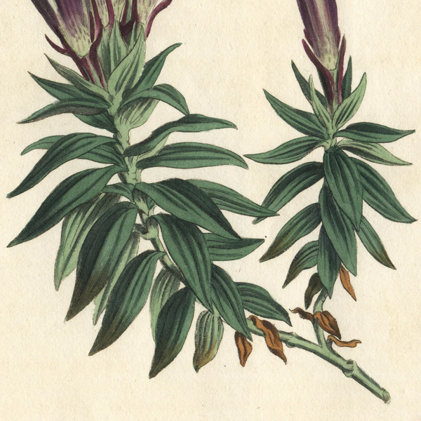 FUND RASIER - Rare 1809 Curtis Engraving No. 1229 GENTIANA SEPTEMFIDA, CRESTED GENTIAN