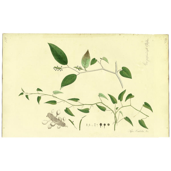 1828 Nees Esenbeck Big Hand-Colored Botanical Folio, PIPER CUBEBA (Pepper)