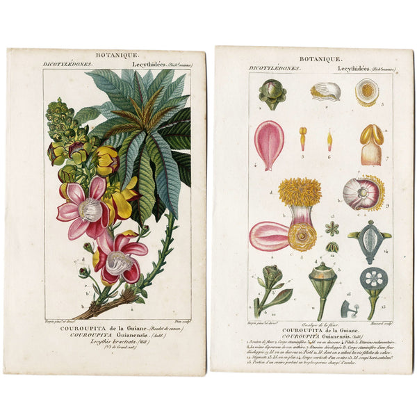 Rare Set, 1816 Turpin Hand-Colored Engravings Dictionnaire Sciences, Couroupita