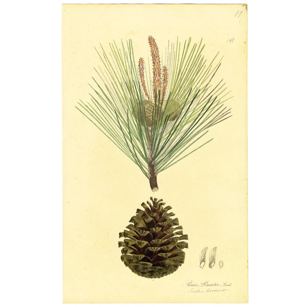 1828 Rare Nees Esenbeck Big Hand-Colored Botanical Folio, PINUS PINASTER (Pine)