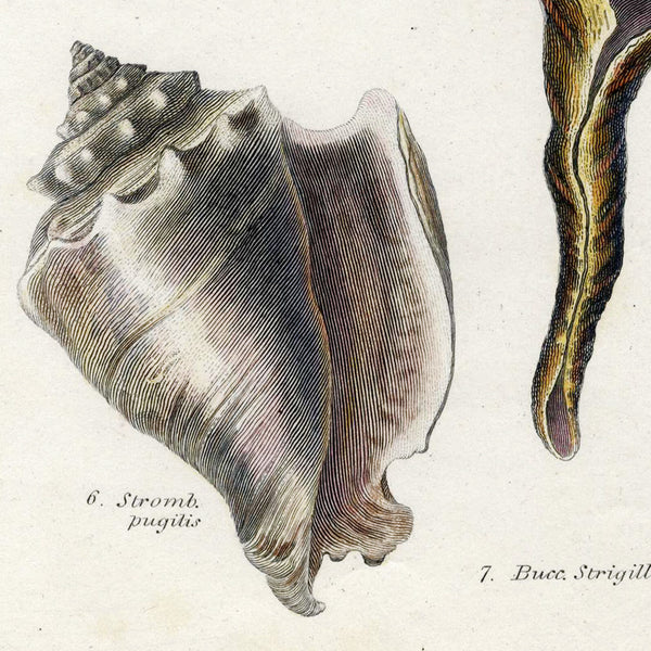 RARE 1802 REES CYCLOPAEDIA Hand-Colored Engraving CONCHOLOGY (Seashells) Pl. 37