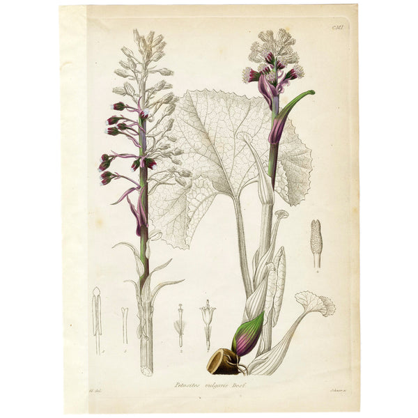 1834 REICHENBACH FLORA Hand-Colored Engraving, PETASITES (Coltsfoot, Butterbur)