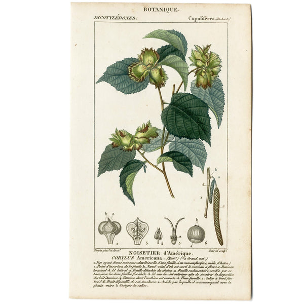Rare 1816 Turpin Hand-Colored Engravings Dictionnaire Sciences, HAZELNUT TREE