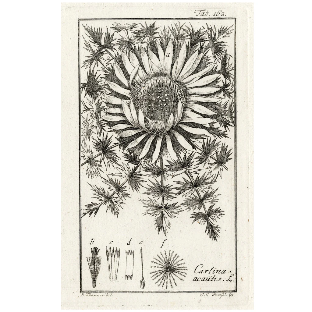SPECIAL FUND RAISER - Scarce 1796 ZORN ICONES PLANTARUM Botanical Engraving Pl. 168 CARLINA ACAUTIS