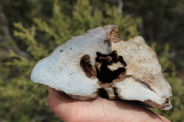 FIND RAISER - MINERAL FOSSIL - Beautiful Petrified Wood, New Mexico - Distinct Features - Incredible Specimen!