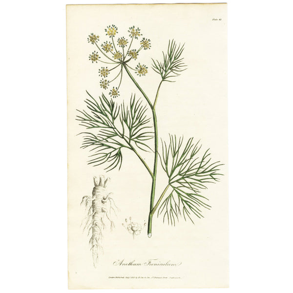 1819 WOODVILLE'S MEDICAL BOTANY Hand-Color Engraving ANETHUM FOENICULUM (Fennel)