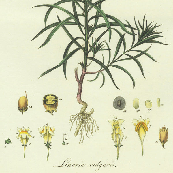 Scarce 1777 CURTIS FLORA LONDINENSIS Hand-Colored Folio Engraving: TOAD-FLAX