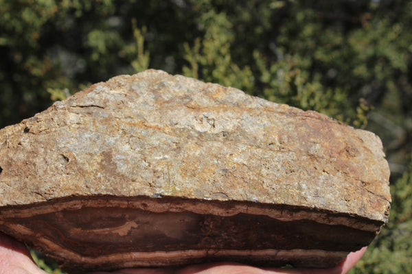 Fund Raiser - BEAUTIFUL - MINERAL - LUNA AGATE - Catron County, New Mexico -