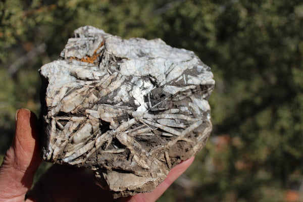 ROCK CLUB MEMBERSHIP -- Every 3 Months Receive a Shipment  of Unique Specimens! SUPERB PIECES - Fossils, Agates, Azurite, Opal, Silver Ore, and MUCH MORE