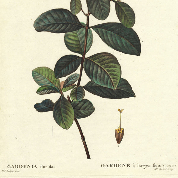 Rare 1801 REDOUTÉ Large Folio Engraving from Duhamel du Monceau, GARDENIA