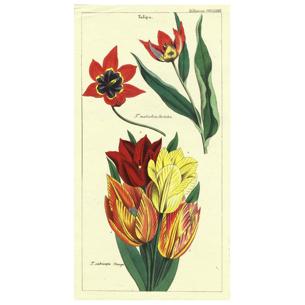 1849 Superb Large Deitrich Flora Universalis Folio, TULIPS, Liliaceae Pl. CCCCLXXVI   EXTREMELY RARE