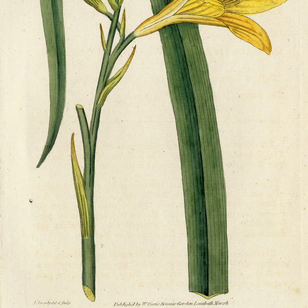 RARE 1787 1st Ed. CURTIS BOTANICAL Hand-Colored Engraving No. 19 YELLOW DAY LILY -  A Beautiful 200+ years old Botanical Art Piece!