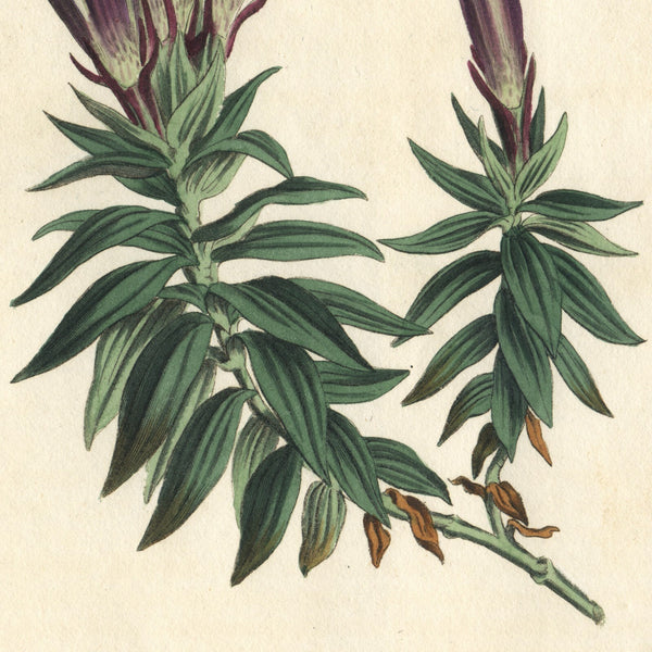 Rare 1809 Curtis Engraving No. 1229 GENTIANA SEPTEMFIDA, CRESTED GENTIAN * Beautiful Botanical Art