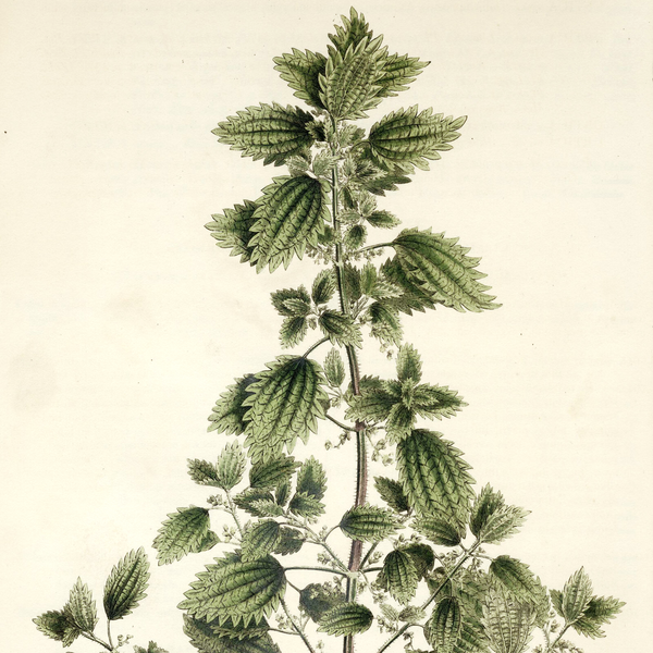 Rare 1818 CURTIS FLORA LONDINENSIS MATTED Hand-Color Folio Engraving, NETTLE