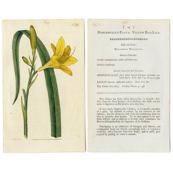 RARE 1787 1st Ed. CURTIS BOTANICAL Hand-Colored Engraving No. 19 YELLOW DAY LILY -  A Beautiful 200+ years old Botanical Art Piece!