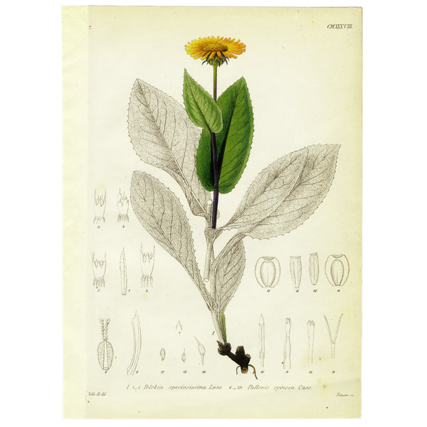 1834 REICHENBACH FLORA Hand-Colored Engraving, TELEKIA (Yellow Oxeye Flower)