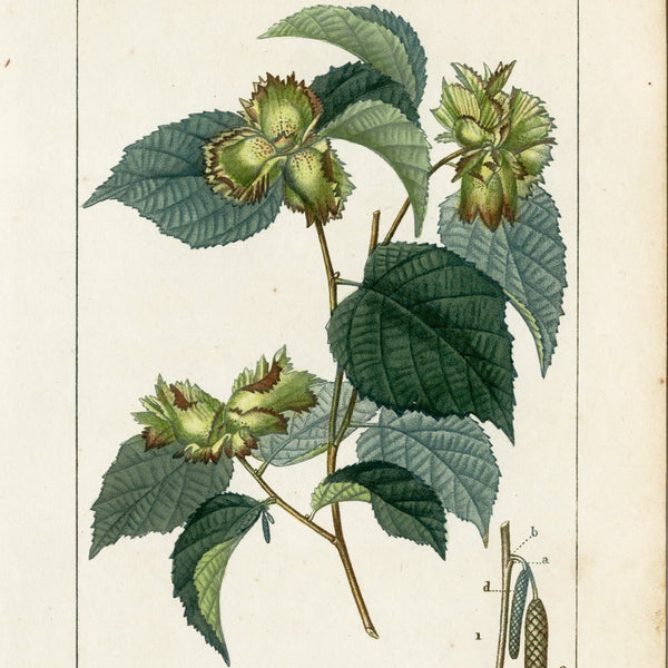 Rare 1816 Turpin Hand-Colored Engravings Dictionnaire Sciences, HAZELNUT TREE