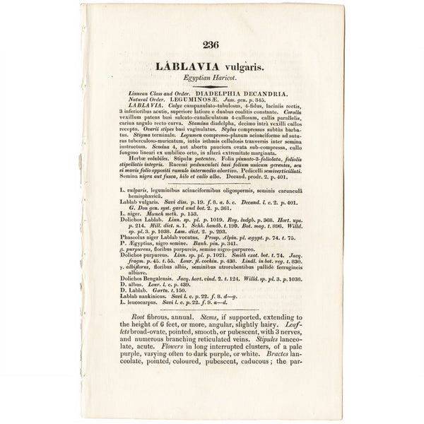 Scarce 1834 Edwards's Botanical Register Engraving #236 LABLAVIA VULGARIS